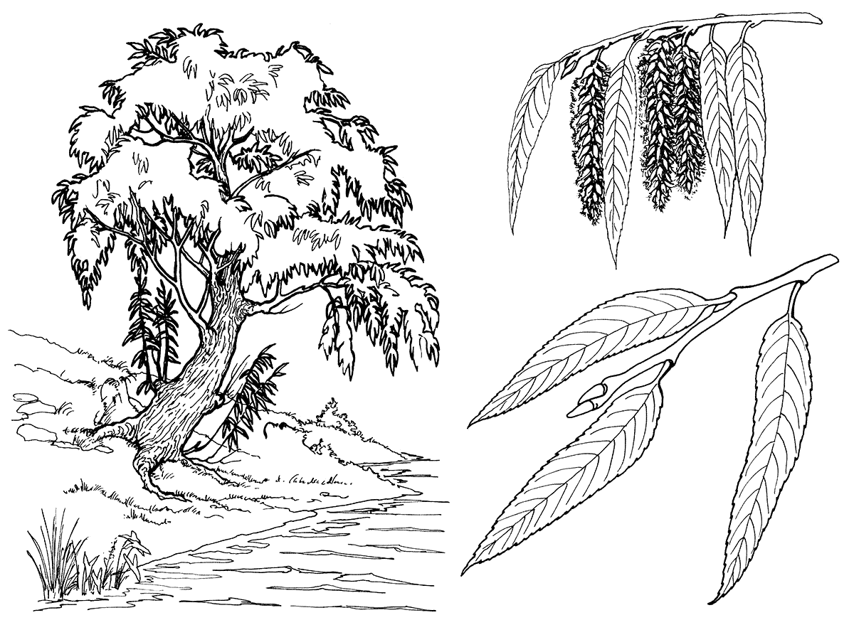 Coloring page - Willow Tree