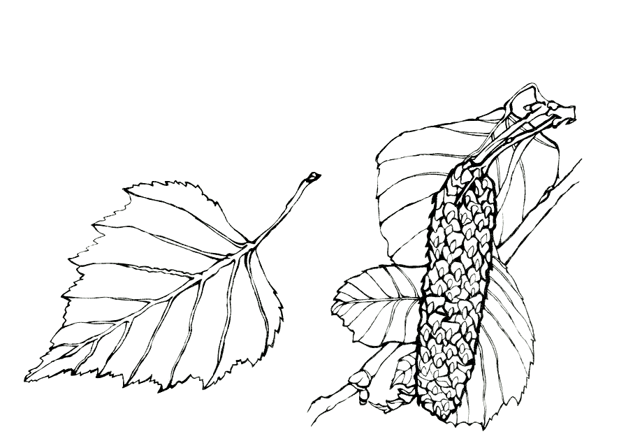 Coloring page - Birch Leaves