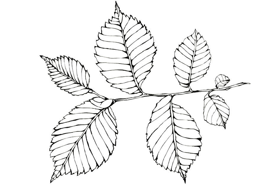 Coloring page - Elm foliage