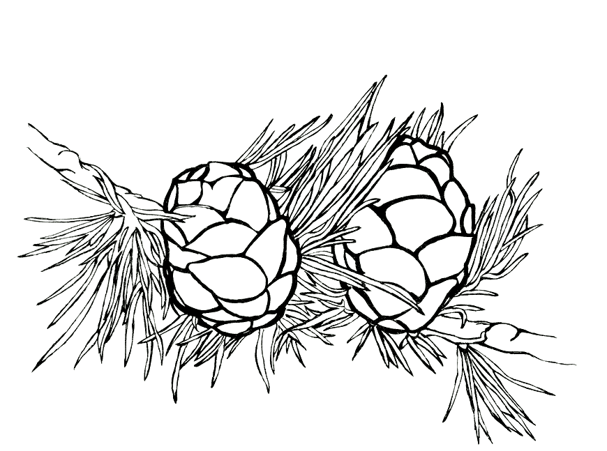 Coloring page - Larch needles