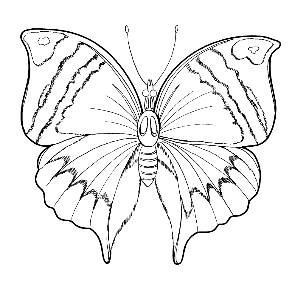 Coloring page   Spring Butterfly