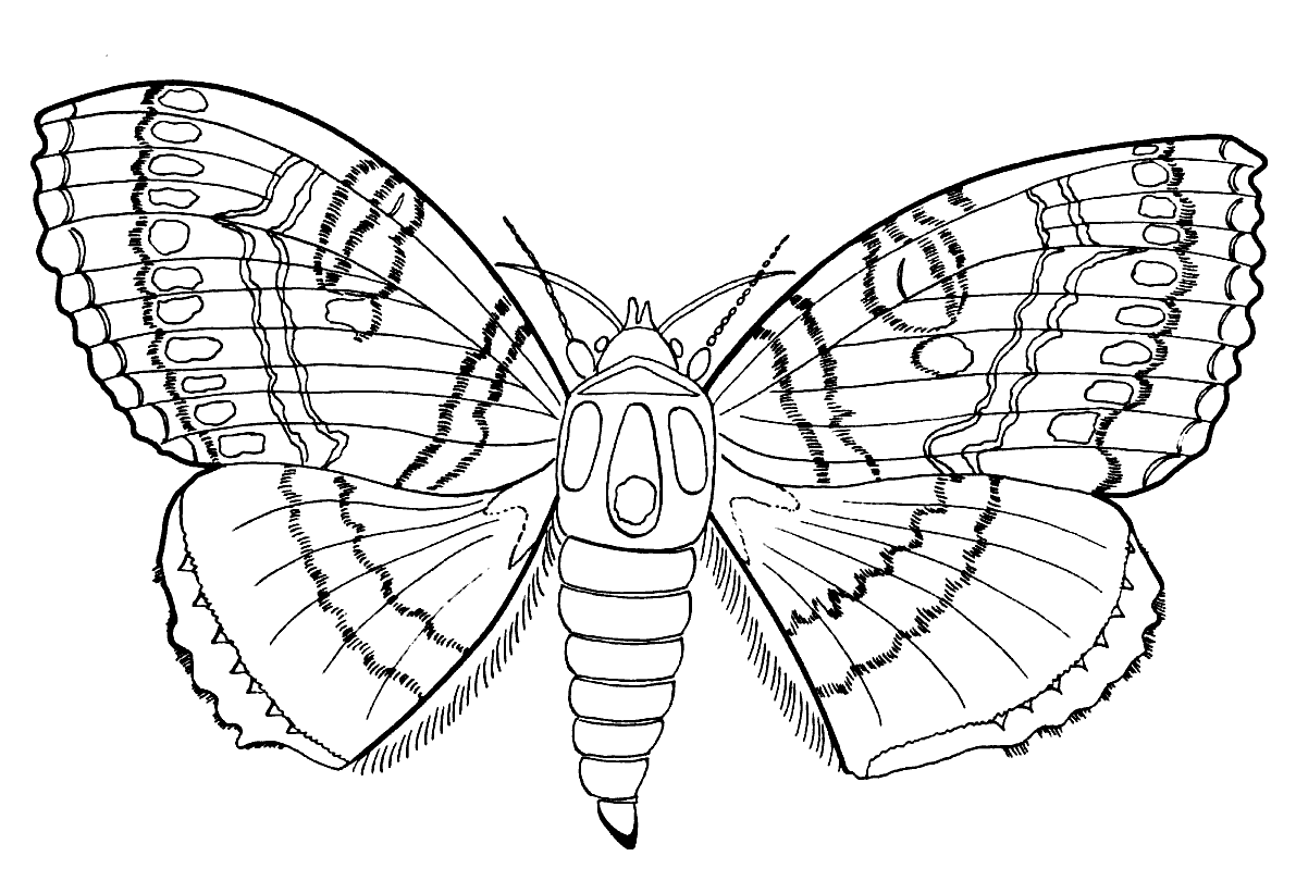 Coloring page - Butterfly and summer
