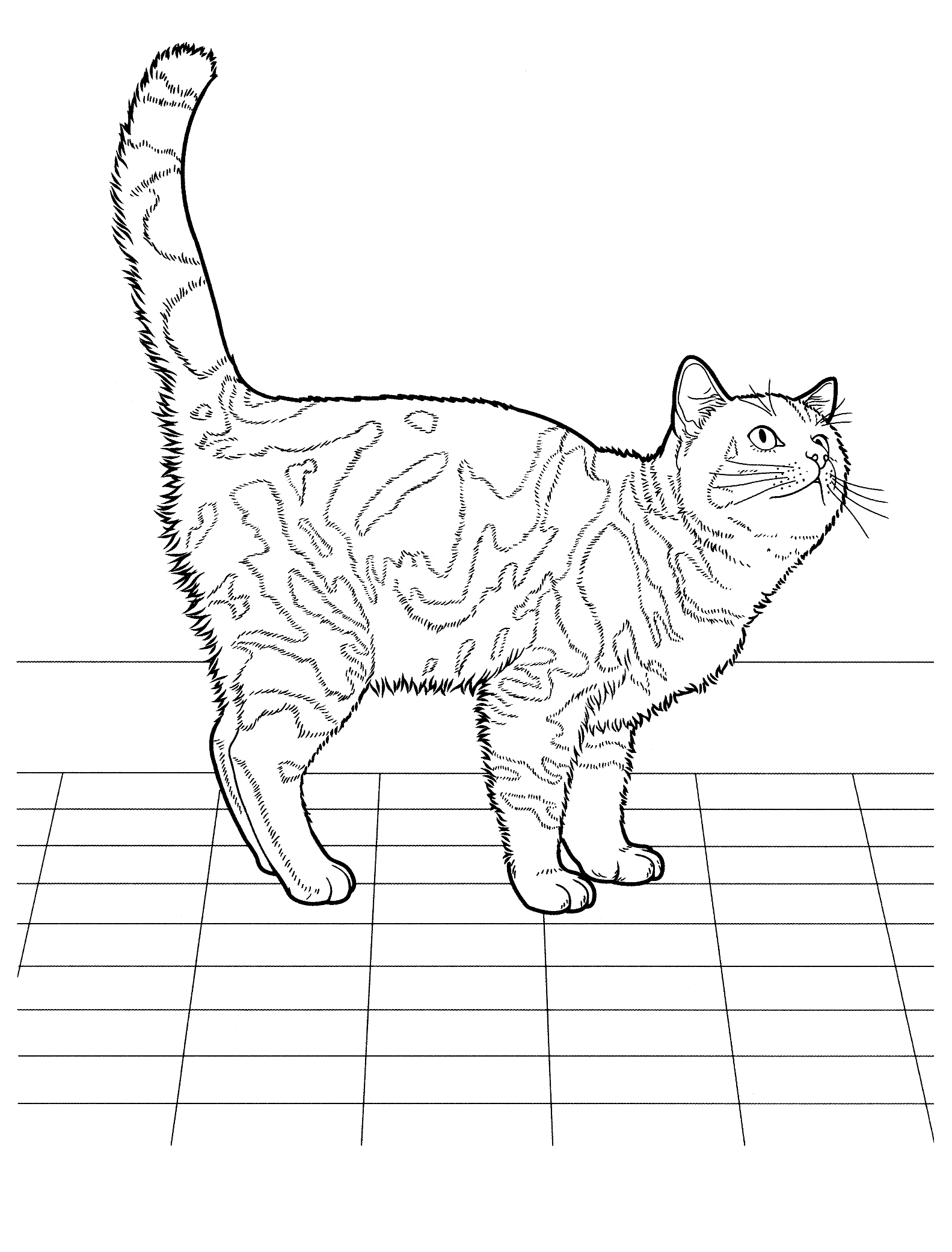 Coloring page - British Shorthair