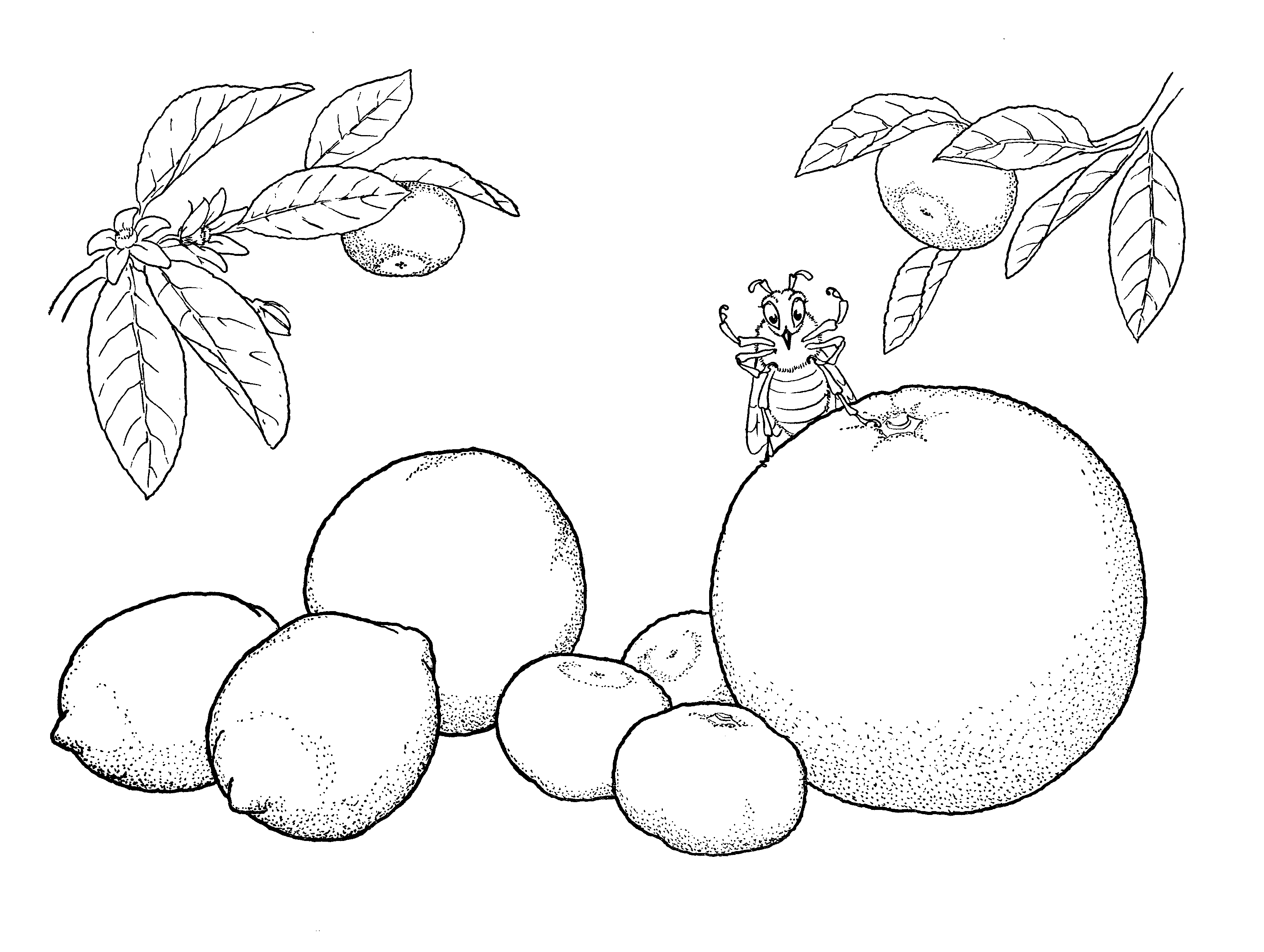 Coloring page - Citrus fruit