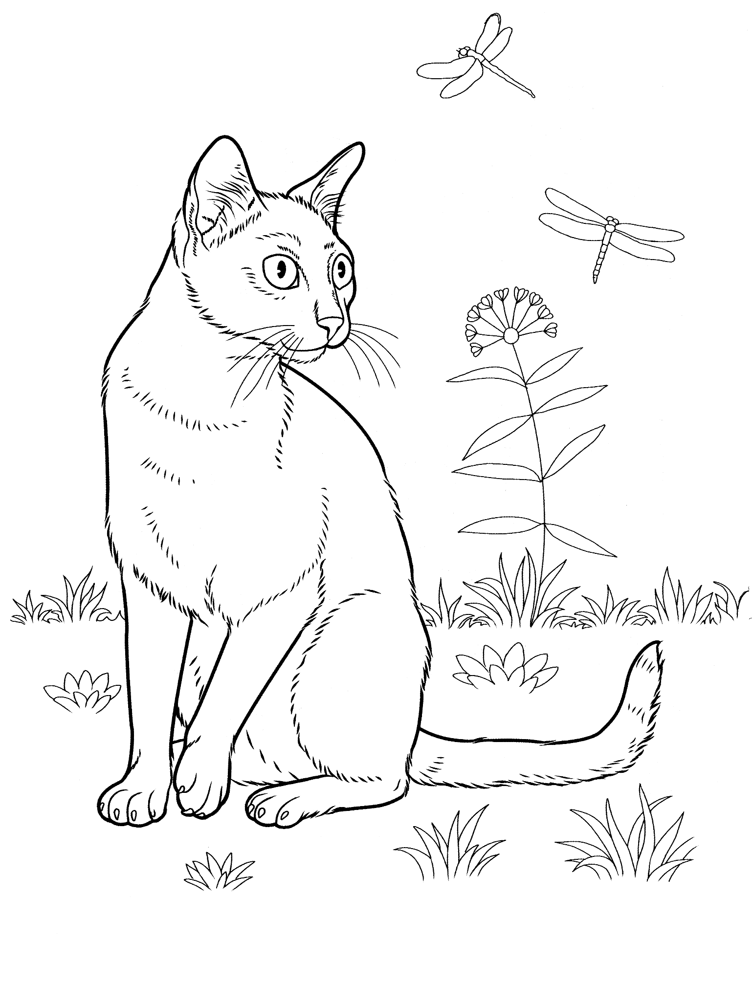 Coloring page Bombay cat