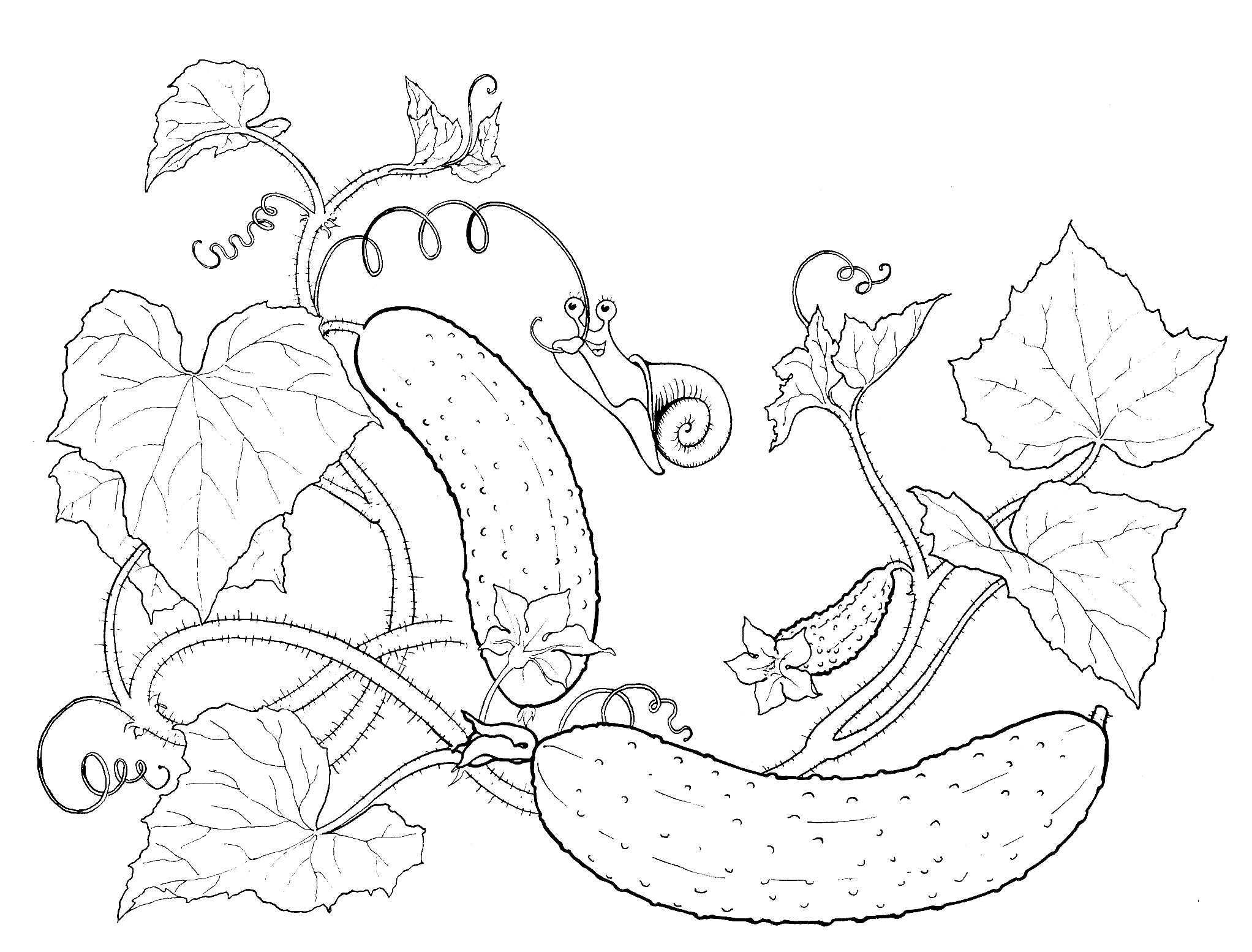 Coloring page - Cucumbers