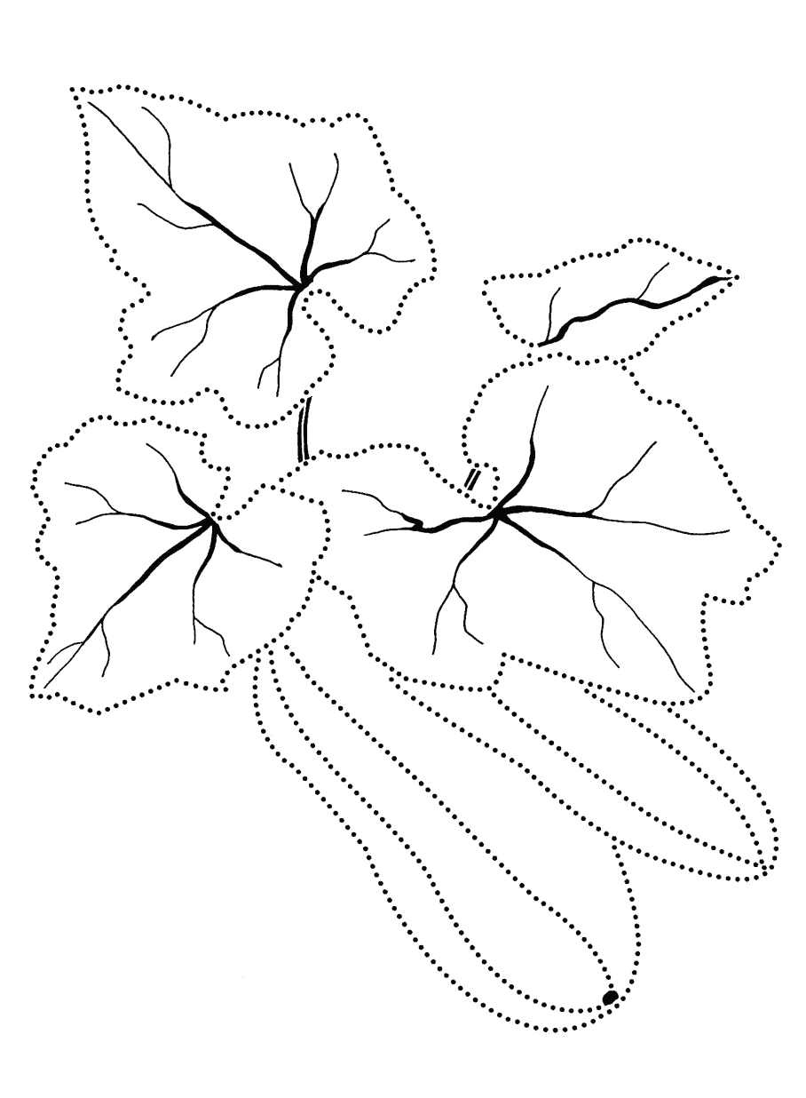 zucchini coloring pages - photo #22