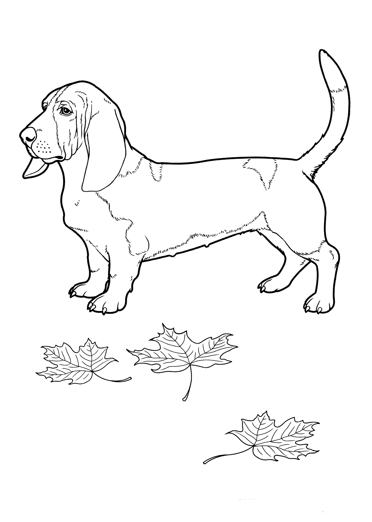 Coloring page   Basset Hound