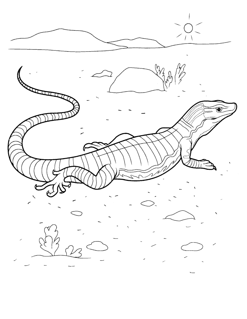 Coloring page - Varan on the hunt