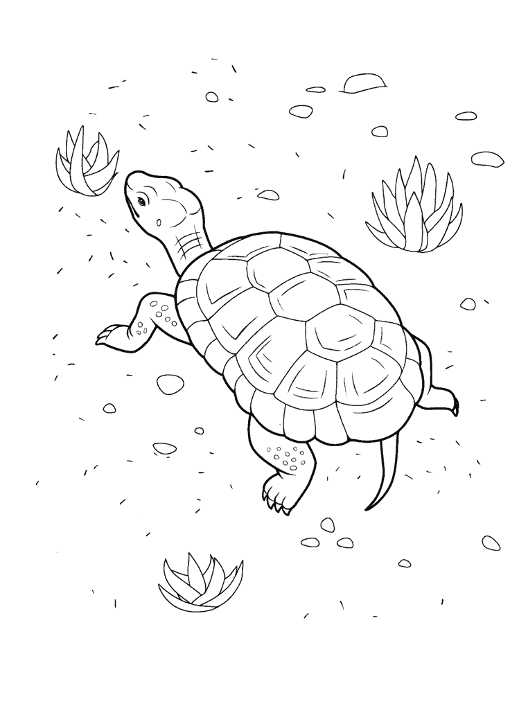 Coloring page   Turtle on the Beach