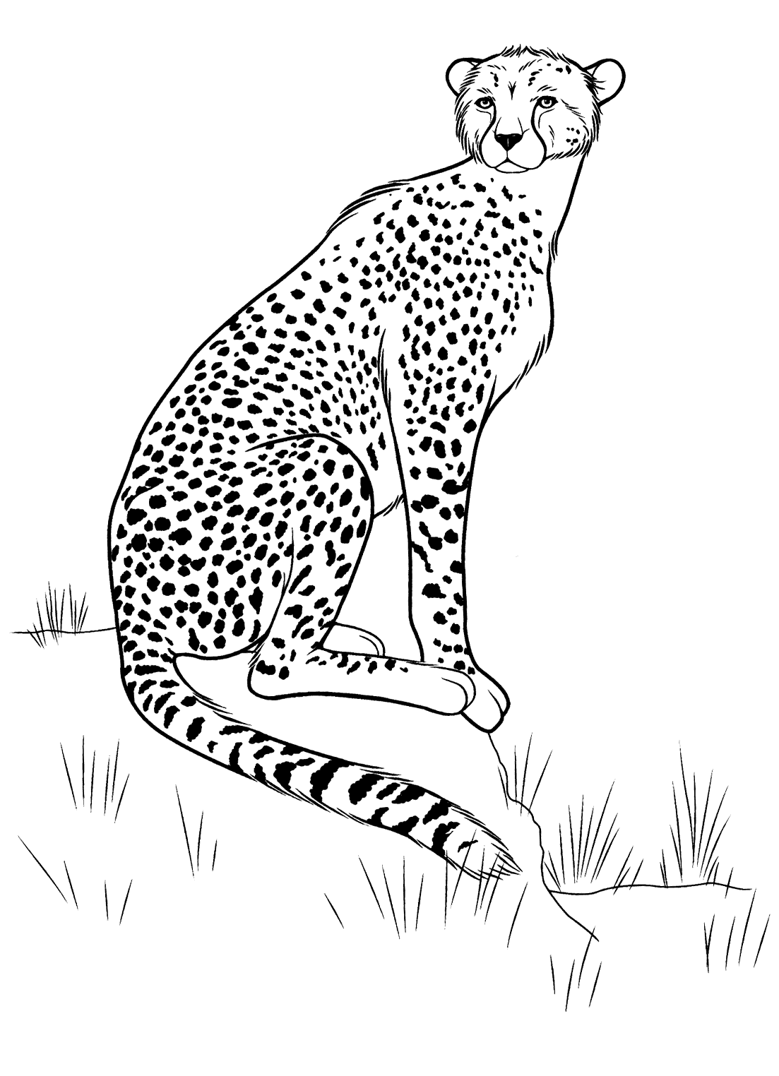 Coloring page - Cheetah on the hunt