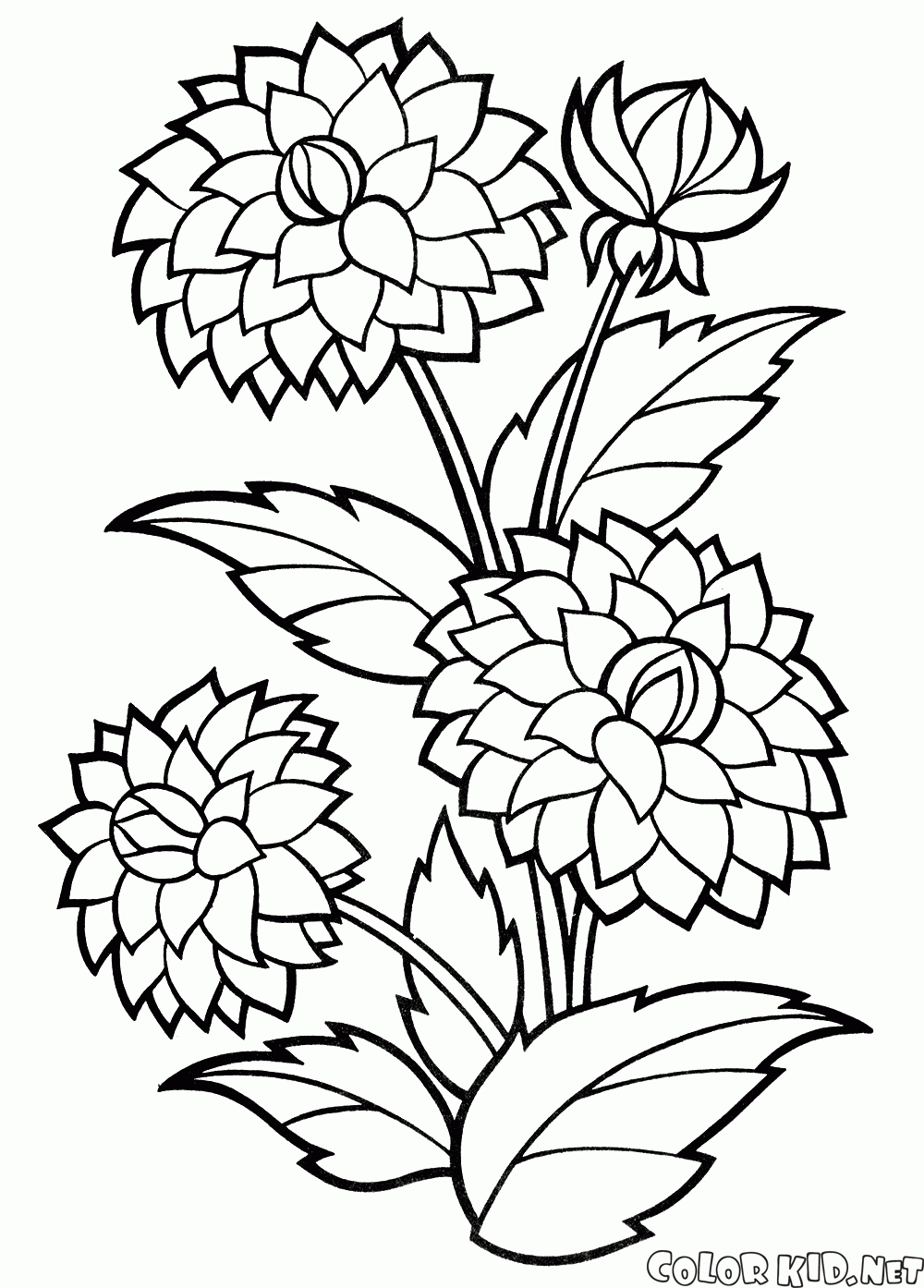 young adult coloring pages flowers printable - photo #21