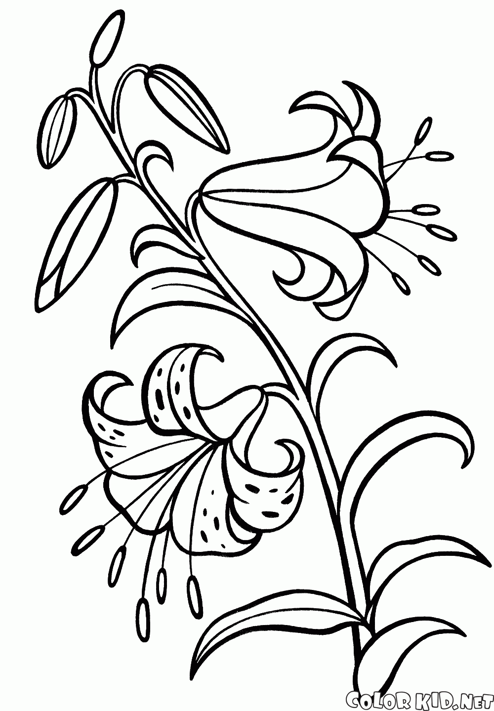Coloring page - Lily