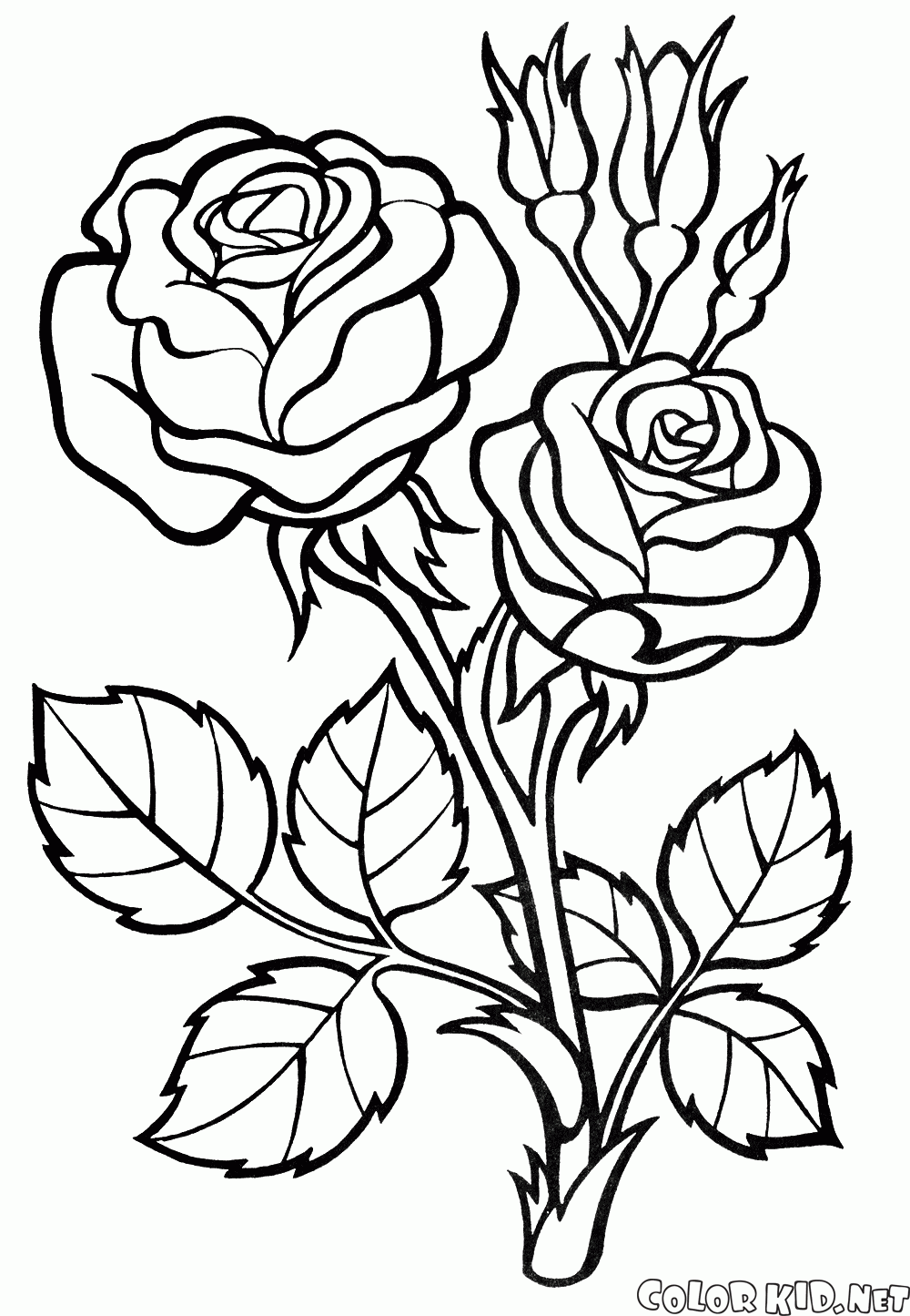 Coloring page Rose