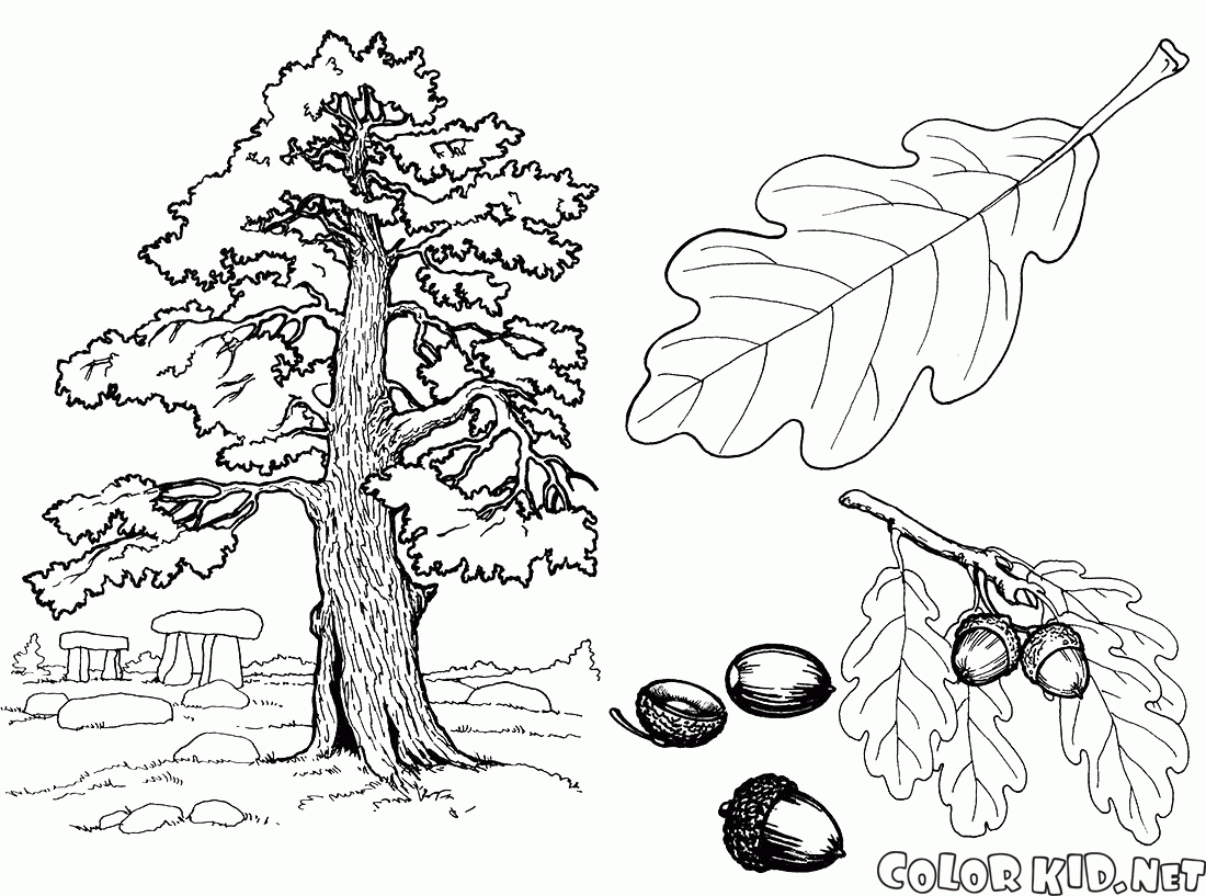 oak tree coloring pages free - photo #7