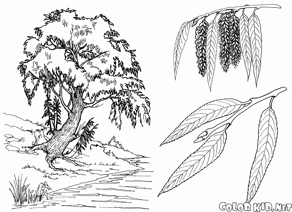oak tree coloring pages - photo #26