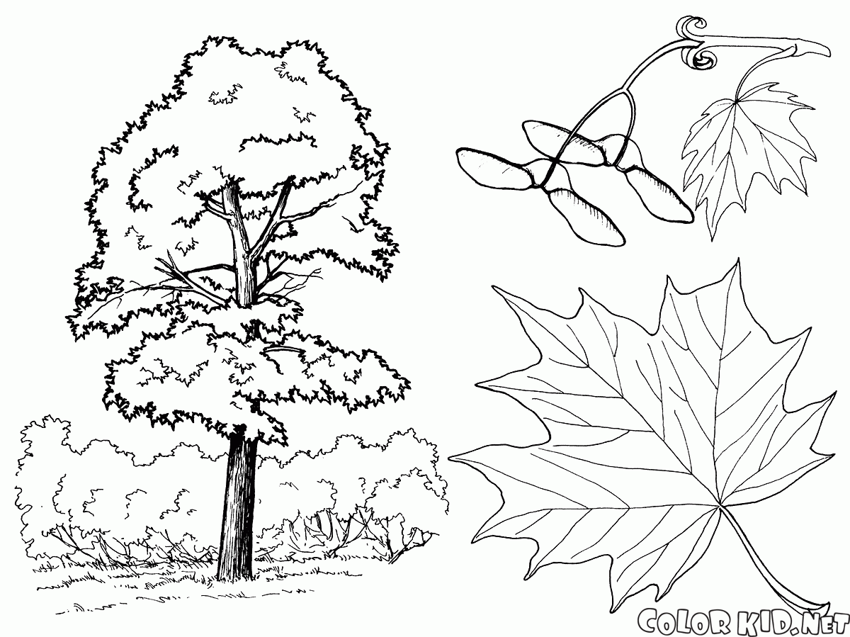 oak tree leaves coloring pages - photo #32