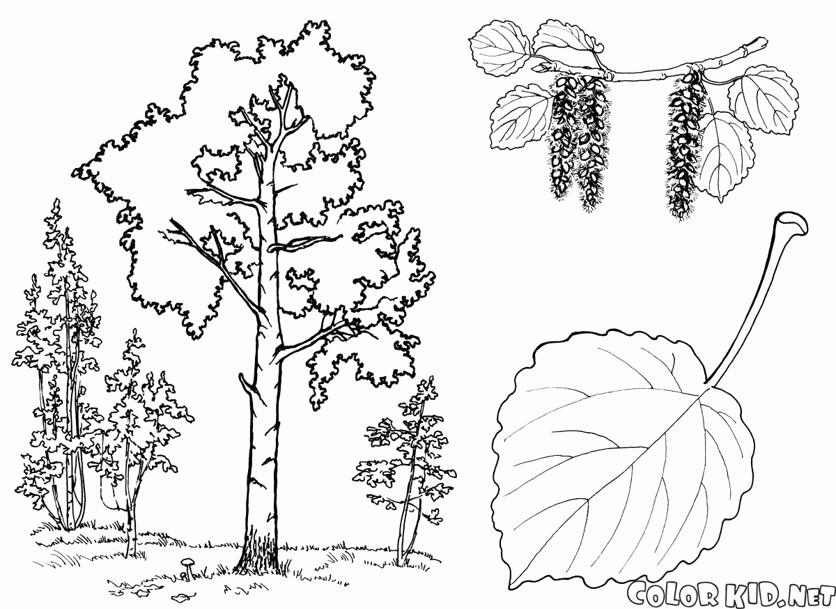 oak tree coloring pages - photo #12