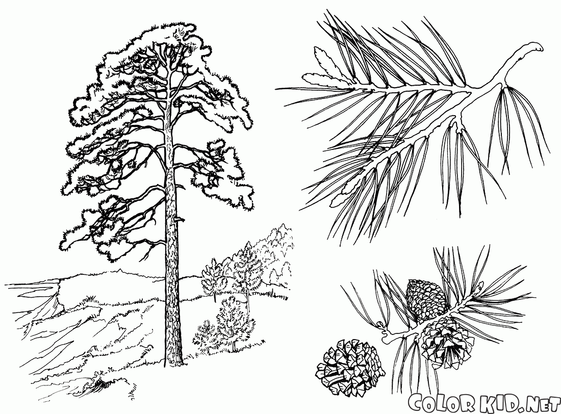Pine trees