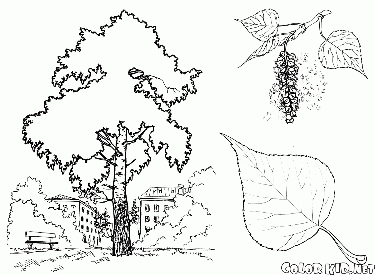 oak tree leaves coloring pages - photo #42
