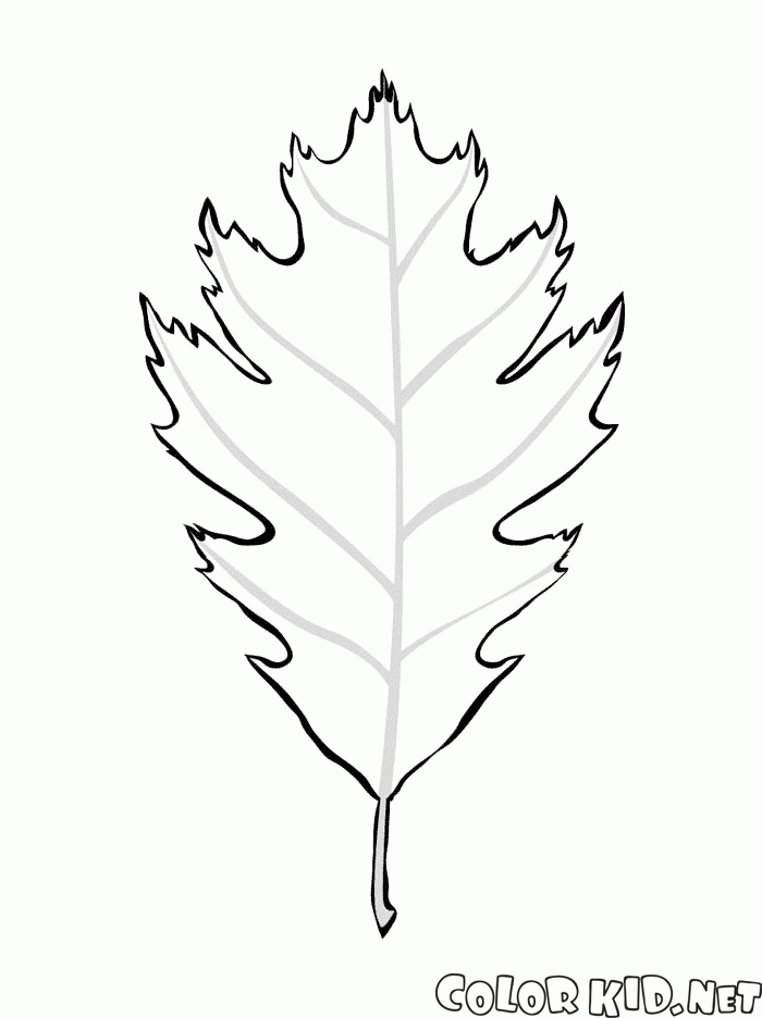 oak tree leaves coloring pages - photo #47