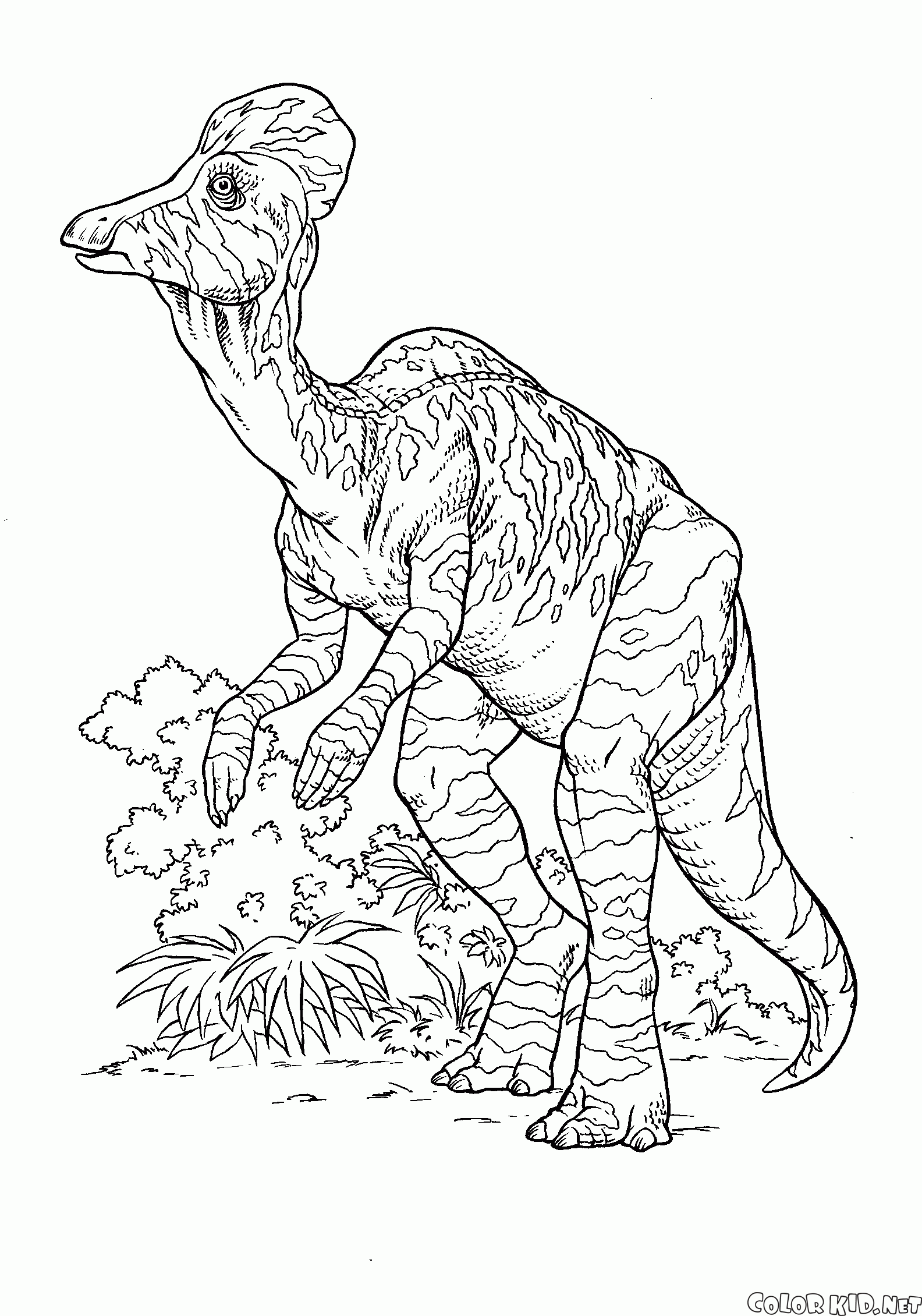 Coloring page - Brachiosaurus