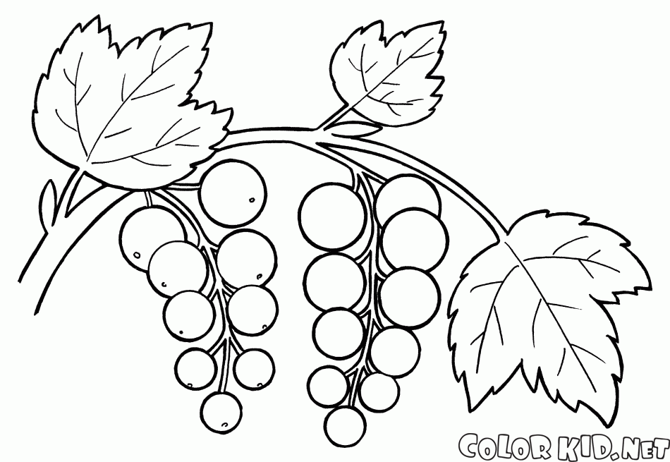 blueberry coloring pages - photo #44