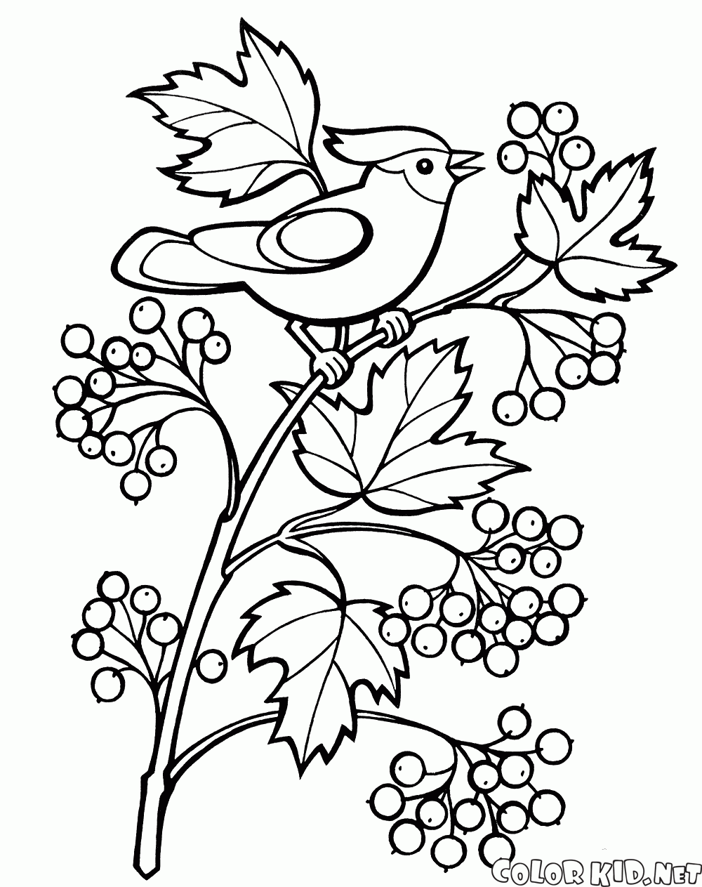 Coloring page Blueberries