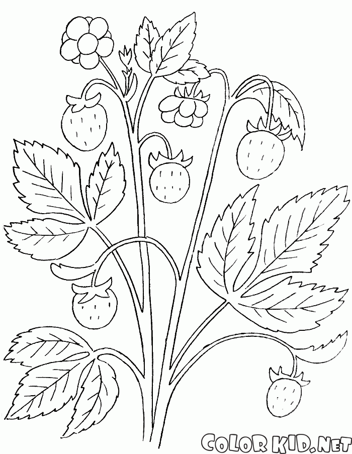 coloring page  handicraft berries