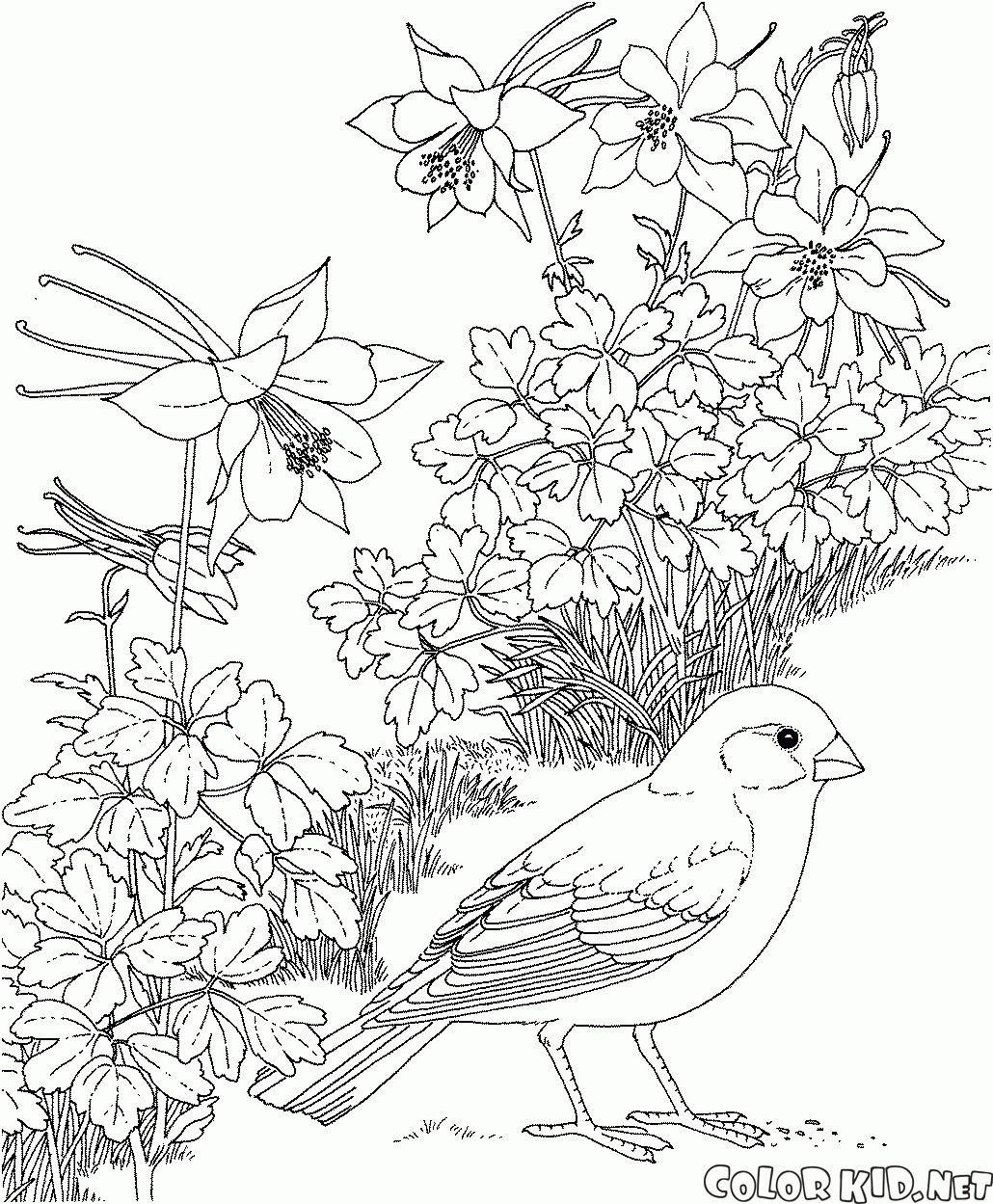 Coloring page - Oatmeal