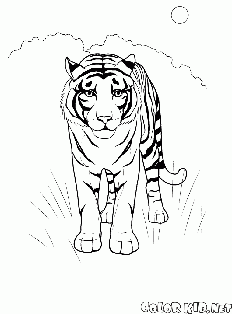 Coloring page - Tiger in the desert