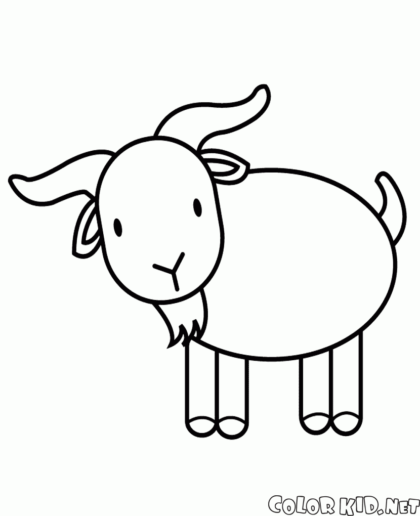coloring pages - sheep and goats