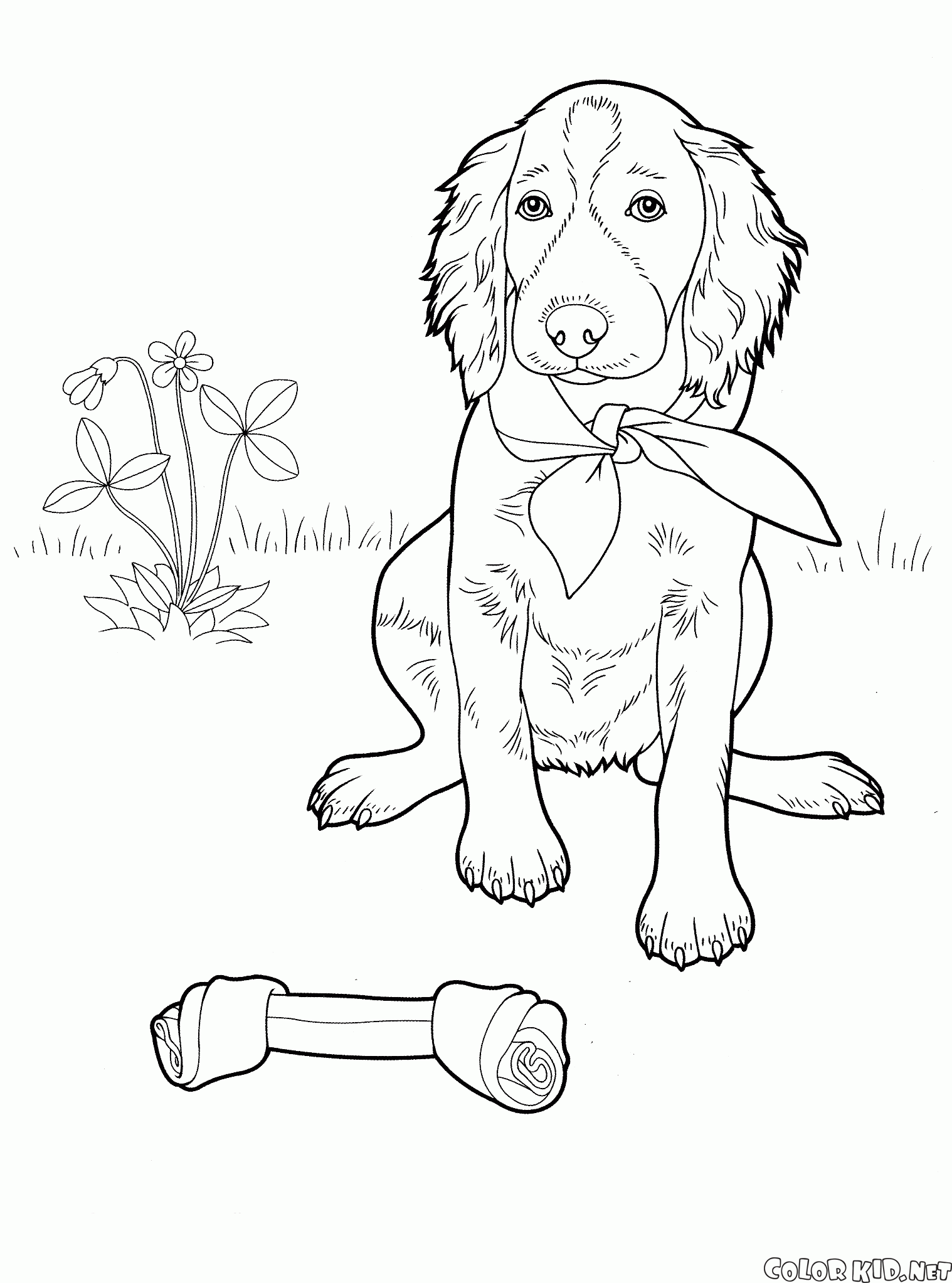 coloring dogs dog setter animals
