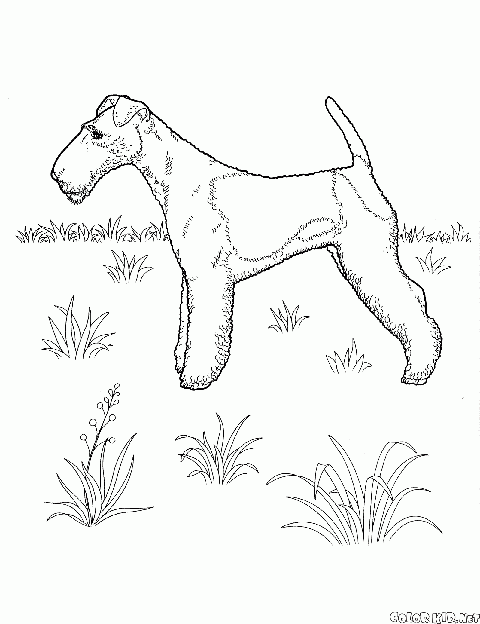 Coloring page - Dogs