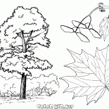 Coloring page - Trees