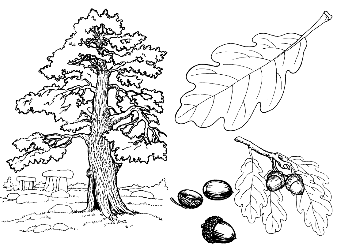 Coloring page Oak Tree