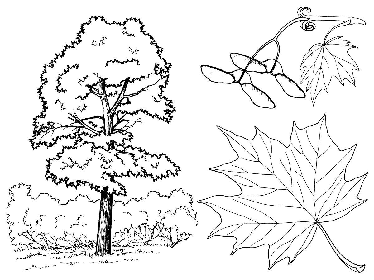 Download Coloring page - Maple Trees