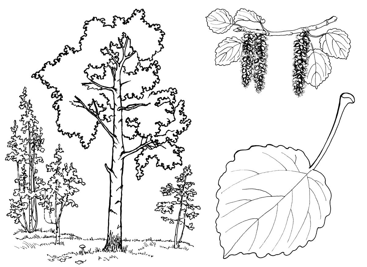 Coloring page - Aspen trees
