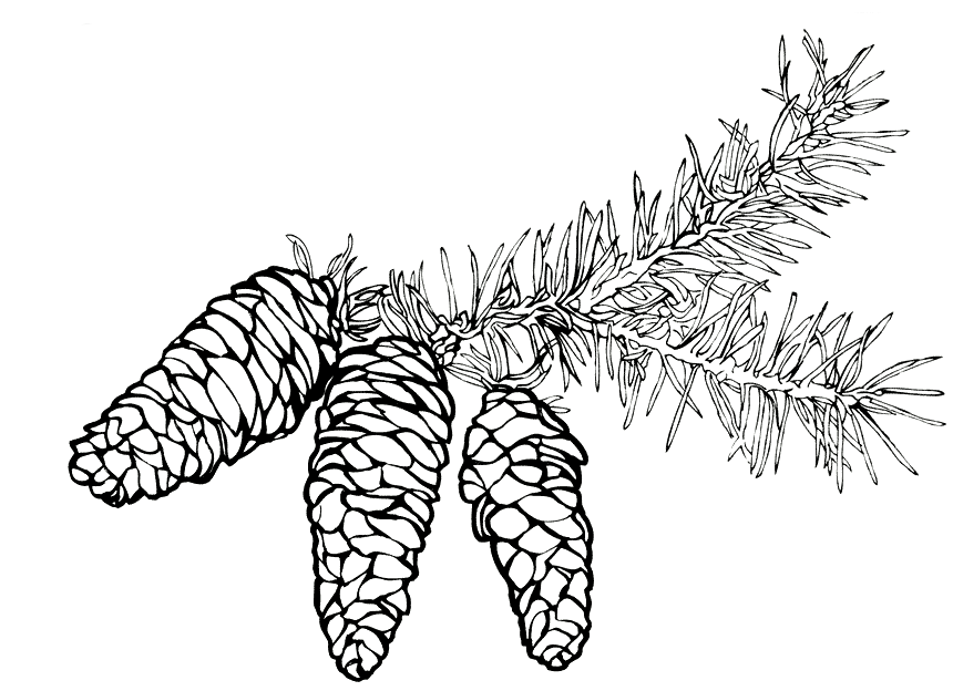 Coloring page - Spruce branches with cones