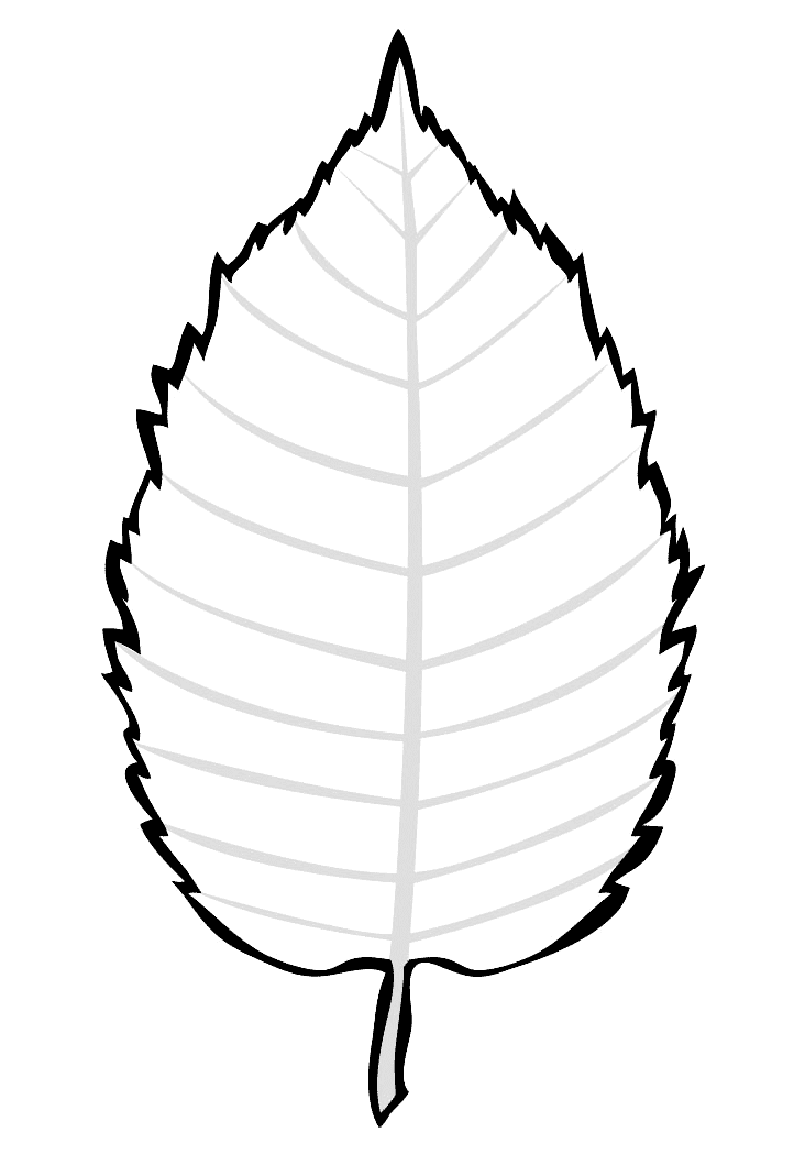 Coloring page - Birch leaves