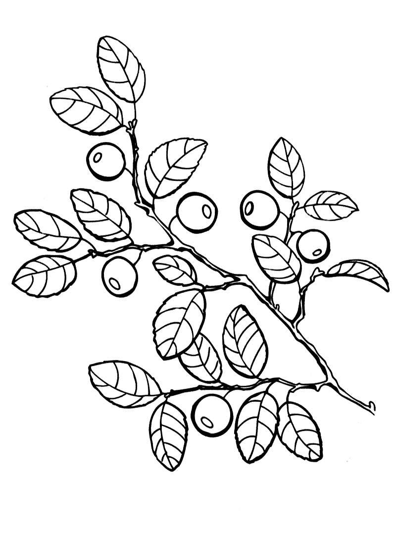 Download Coloring page - Blueberries