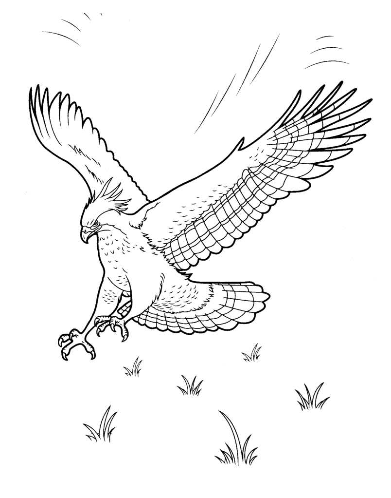 Coloring page - Eagle