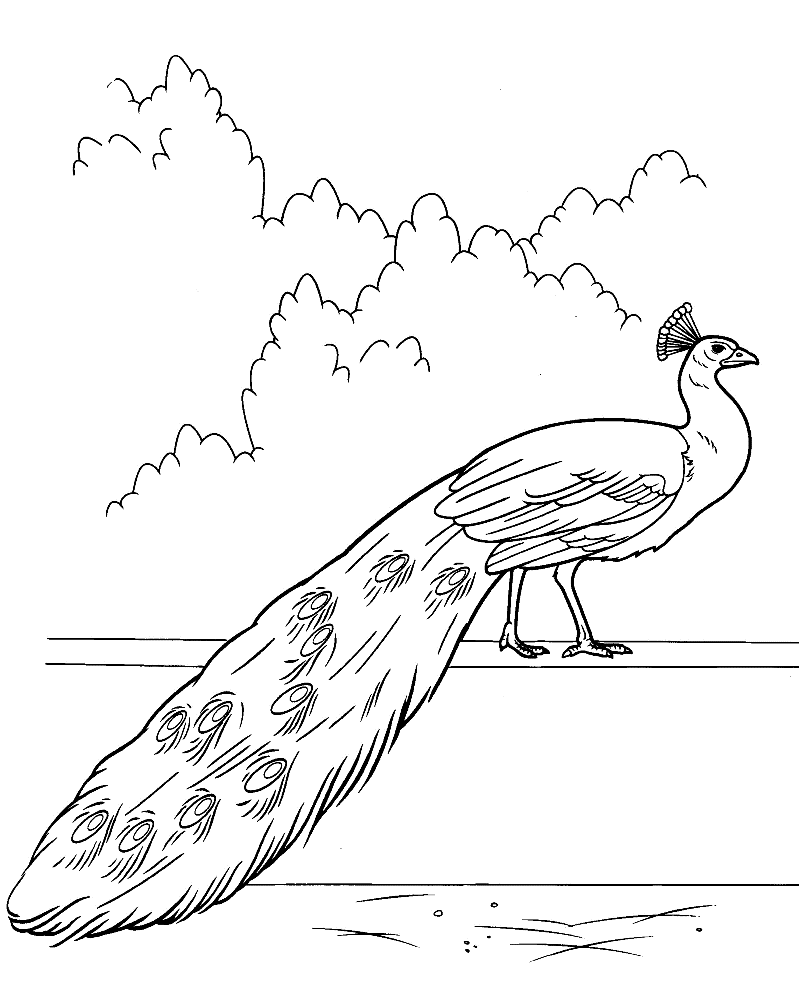 Coloring page - Peacock