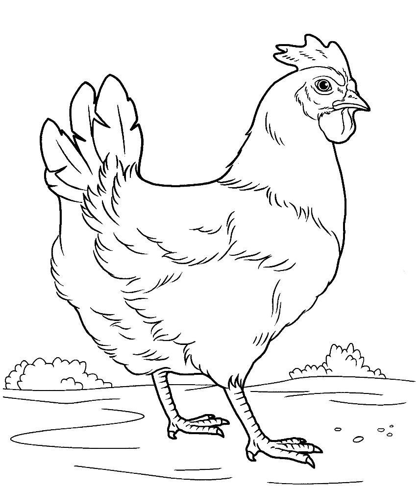 Chicken For Coloring Coloring Pages
