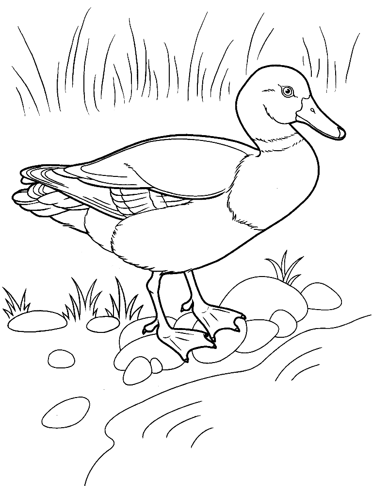 Coloring page - Duck