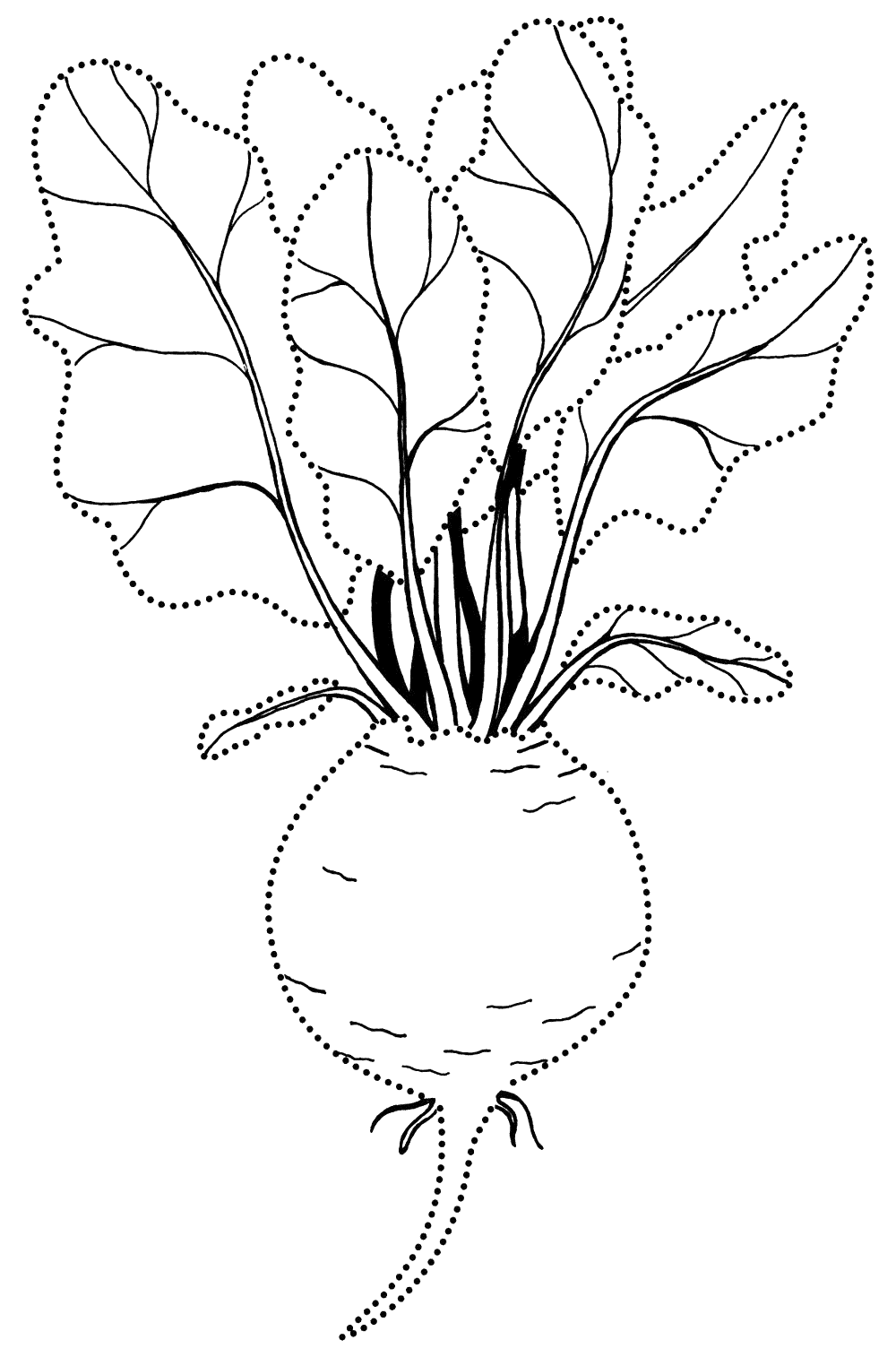 Coloring page - Beet classic