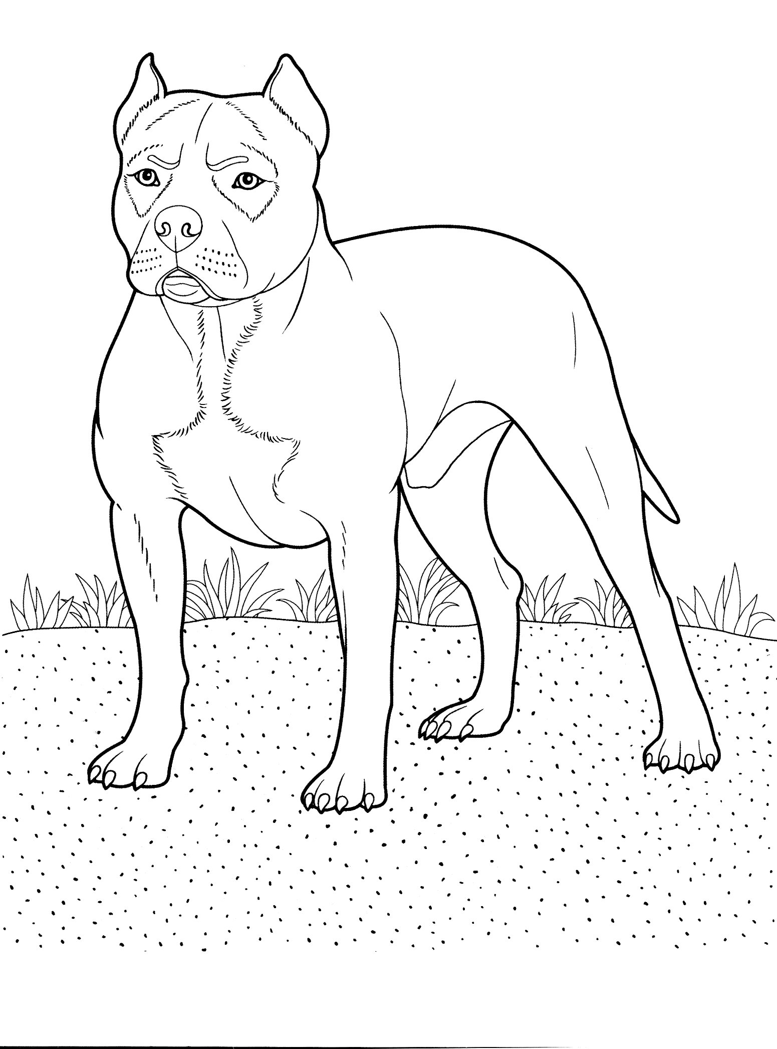 Coloring page - Pit Bull Terrier