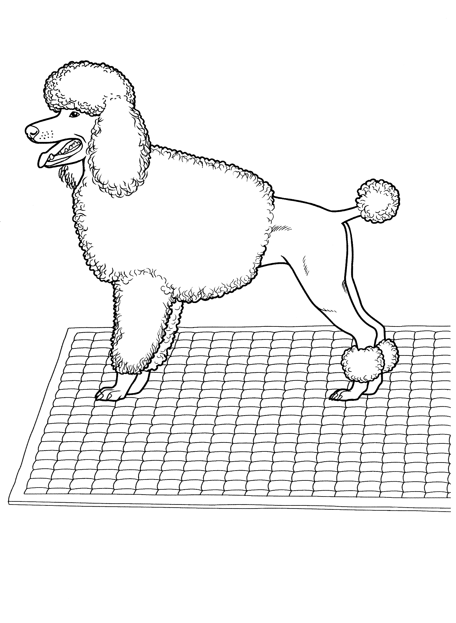 Coloring page - Poodle