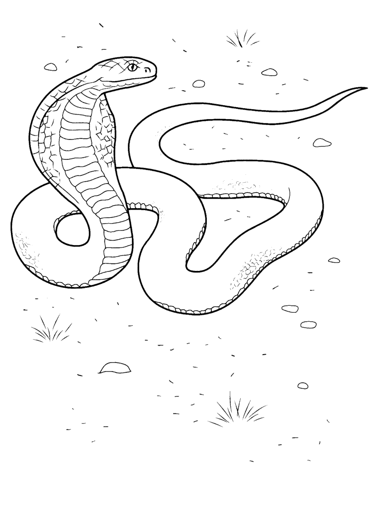 Coloring page - Cobra in action