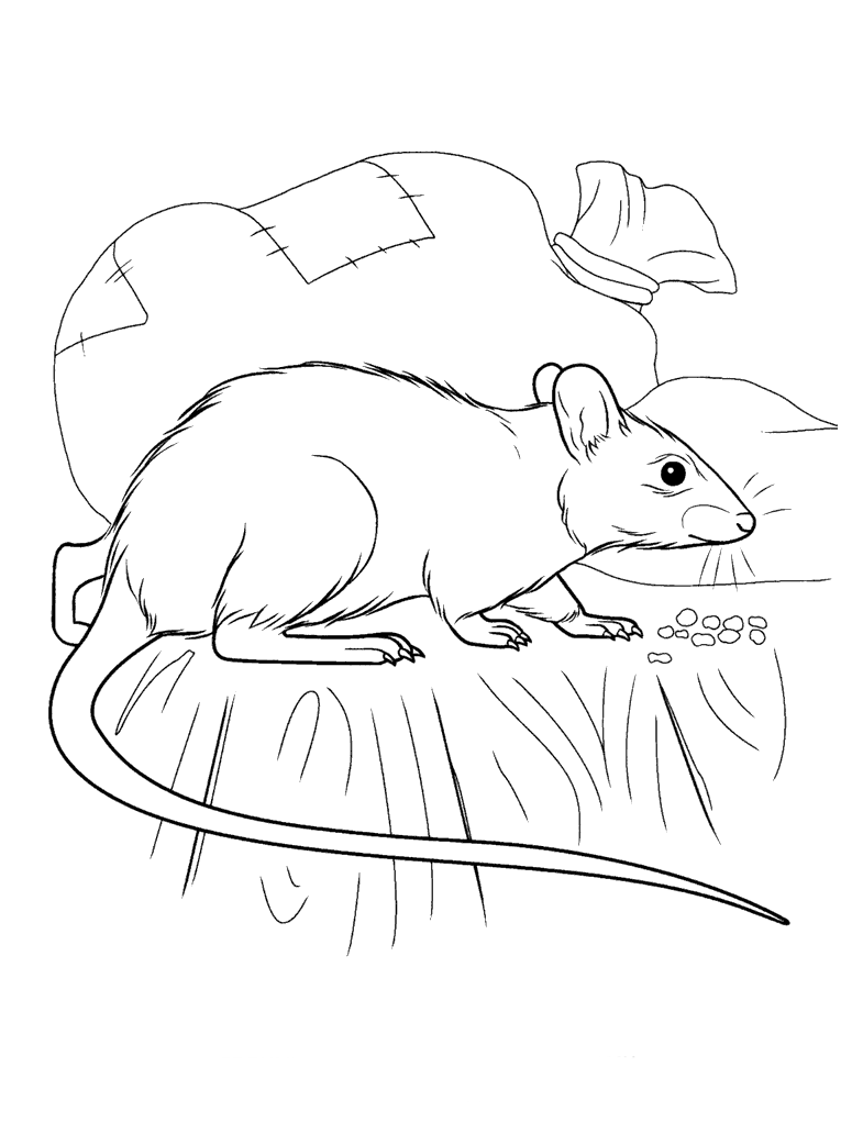 Coloring page - Rat